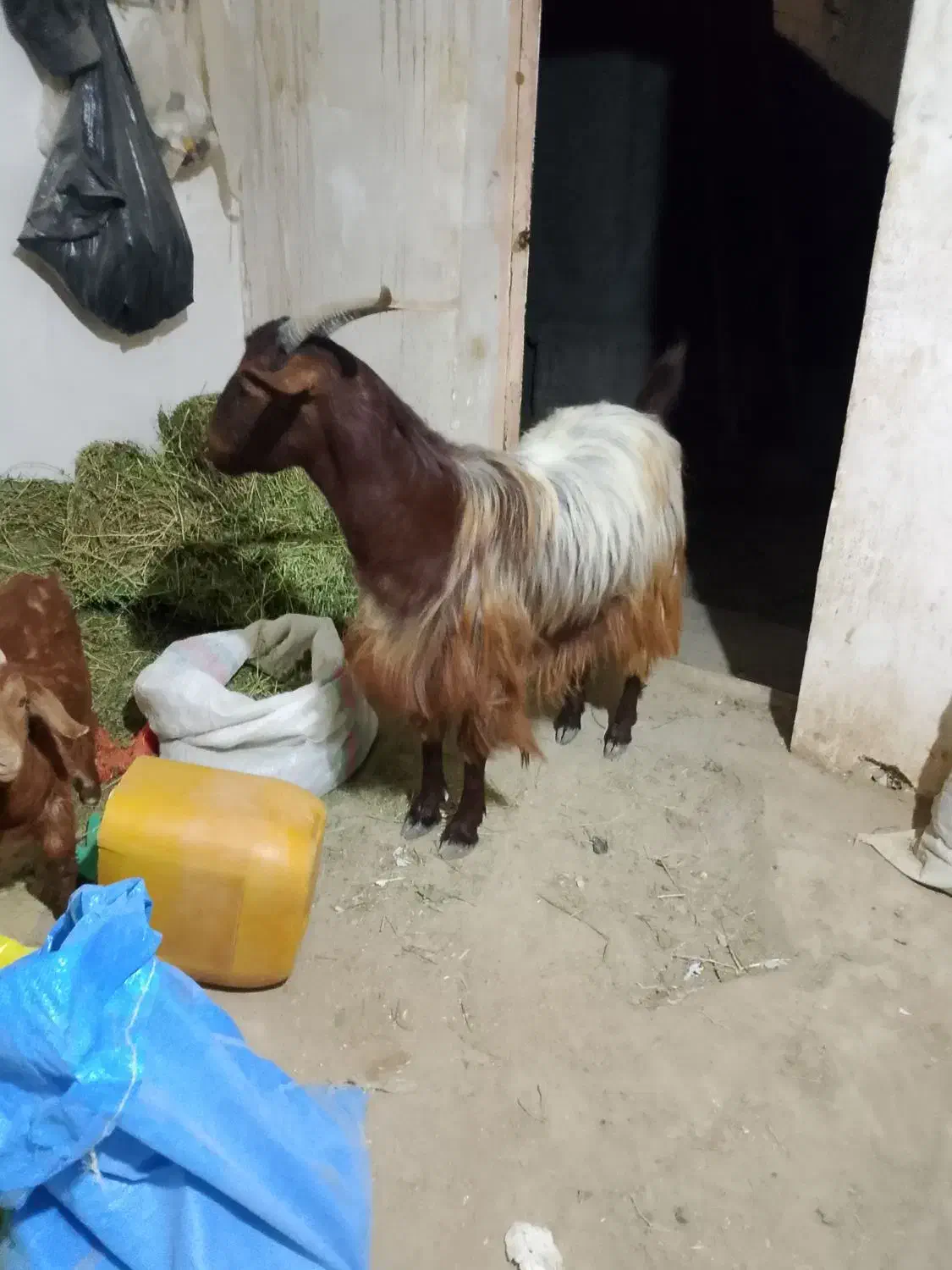 گوسفند|حیوانات مزرعه|چناران, |دیوار