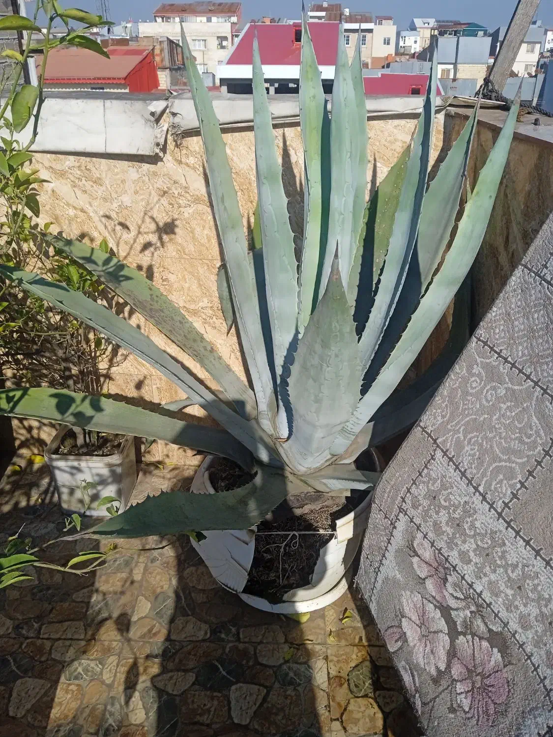 گل های زیبا|گل و گیاه طبیعی|رشت, معلولین|دیوار