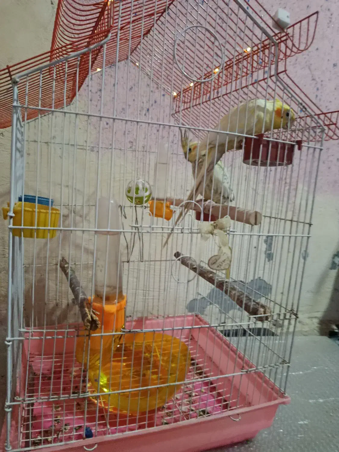 عروس هلندی|پرنده|میناب, |دیوار