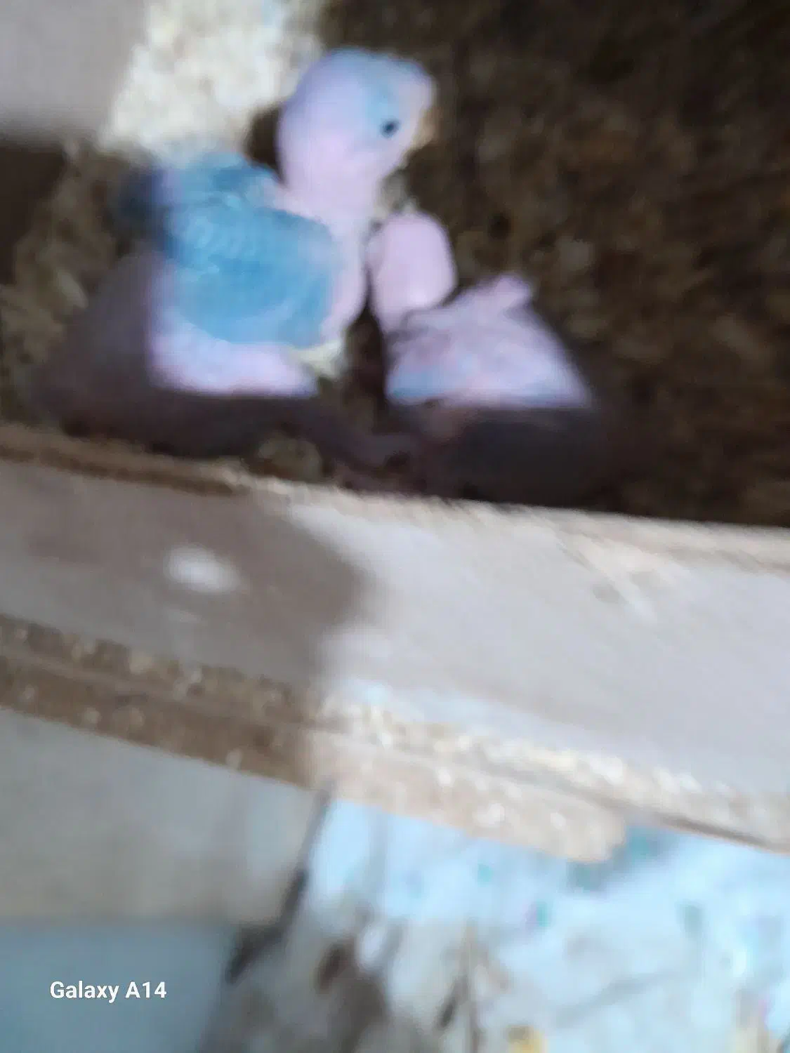 شاه طوطی|پرنده|رشت, آب آسیاب|دیوار