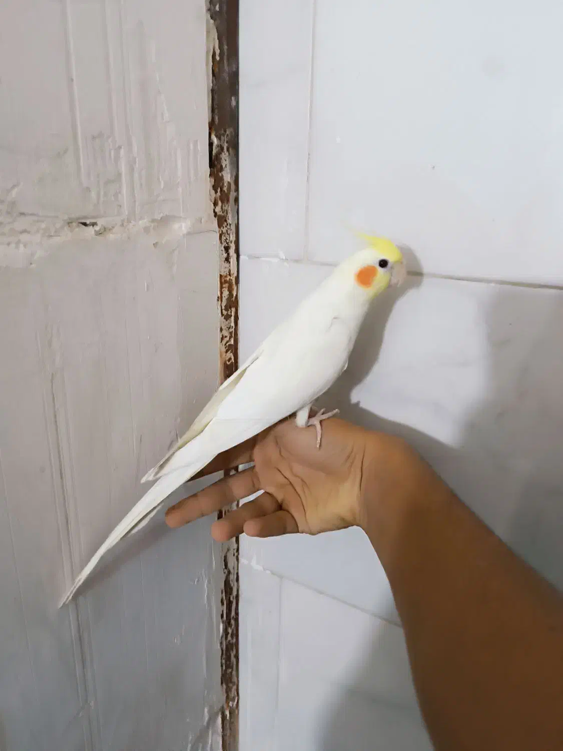 طوطی‌عروس‌‌دستی|پرنده|قم, سید معصوم|دیوار