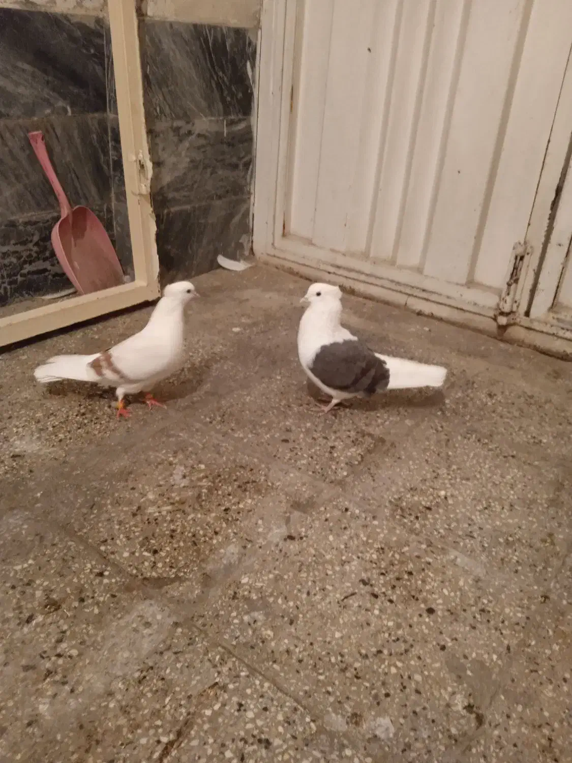 کفتر|پرنده|بروجرد, |دیوار