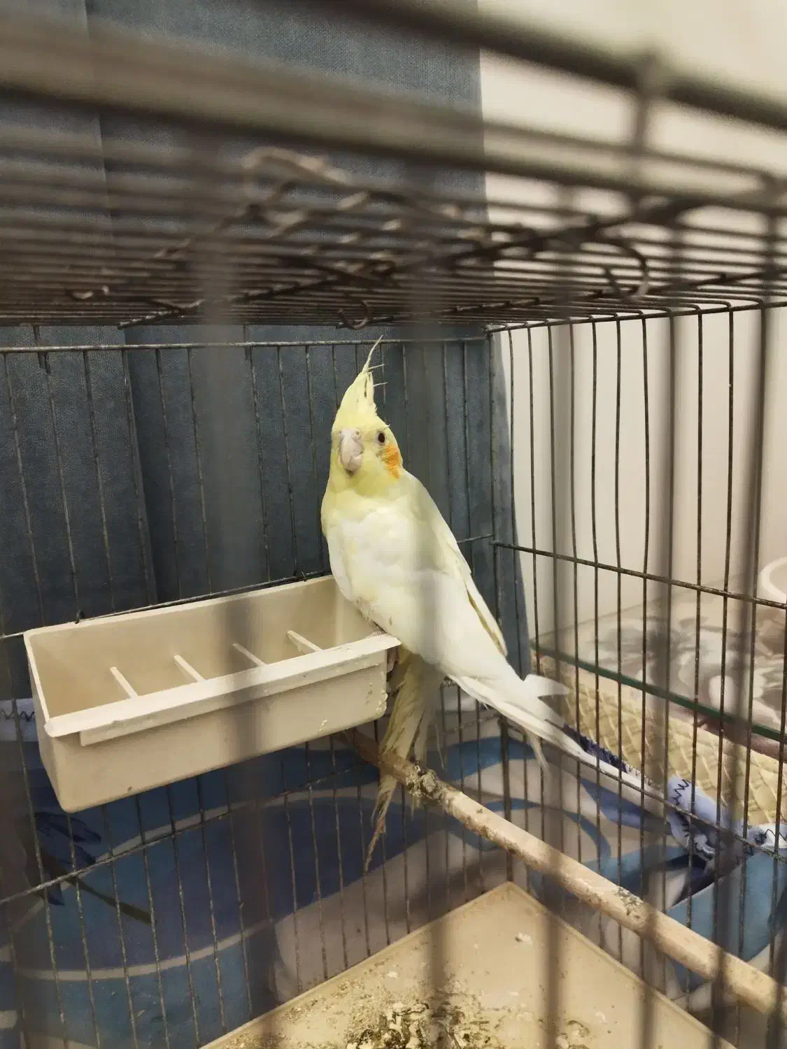 جوجه عروس هلندی|پرنده|اندیشه, اندیشه فاز ۱|دیوار