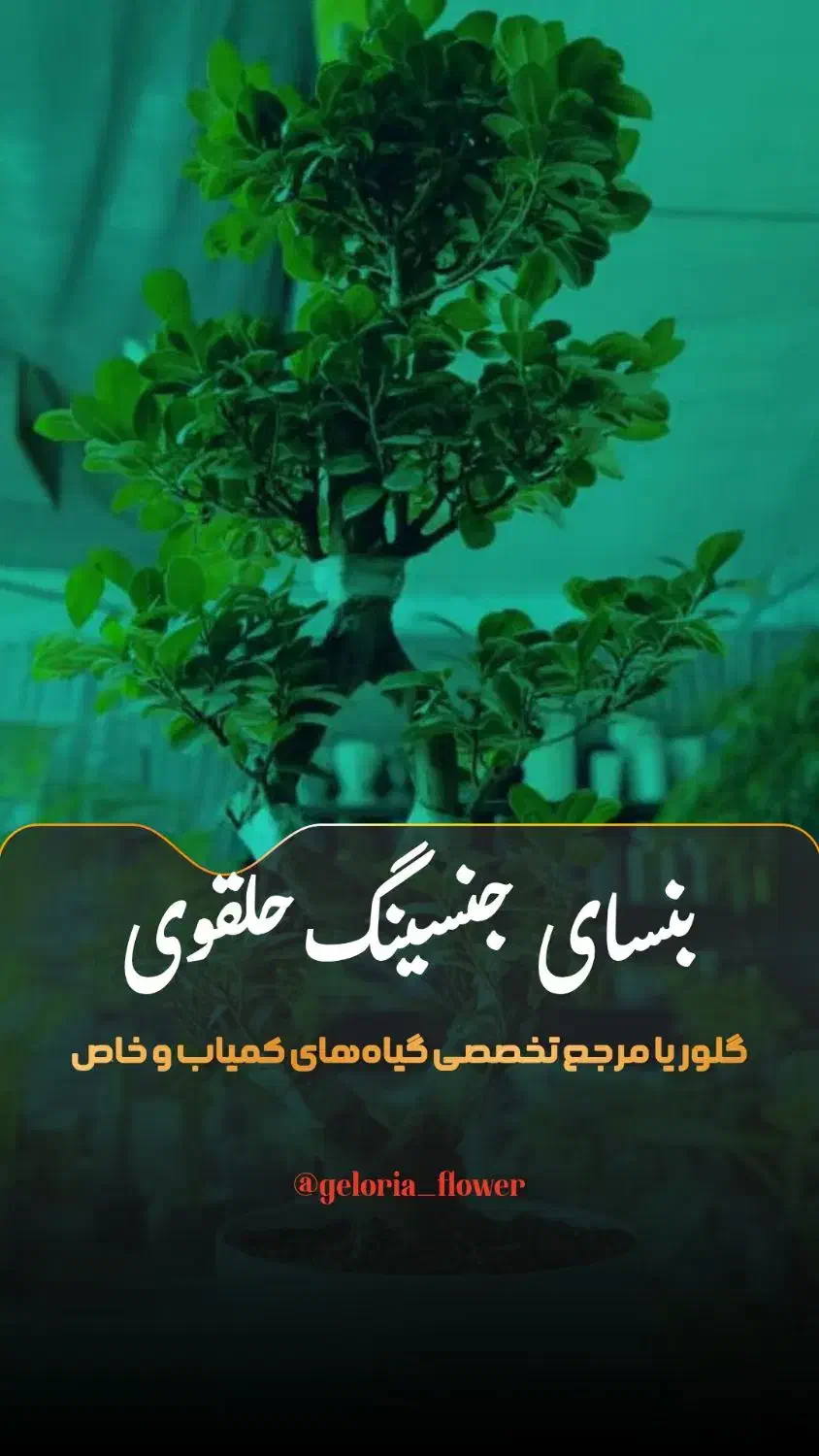 بنسای جنسینگ در مدل ها و سایز های متفاوت درگلوریا|گل و گیاه طبیعی|قم, پردیسان|دیوار