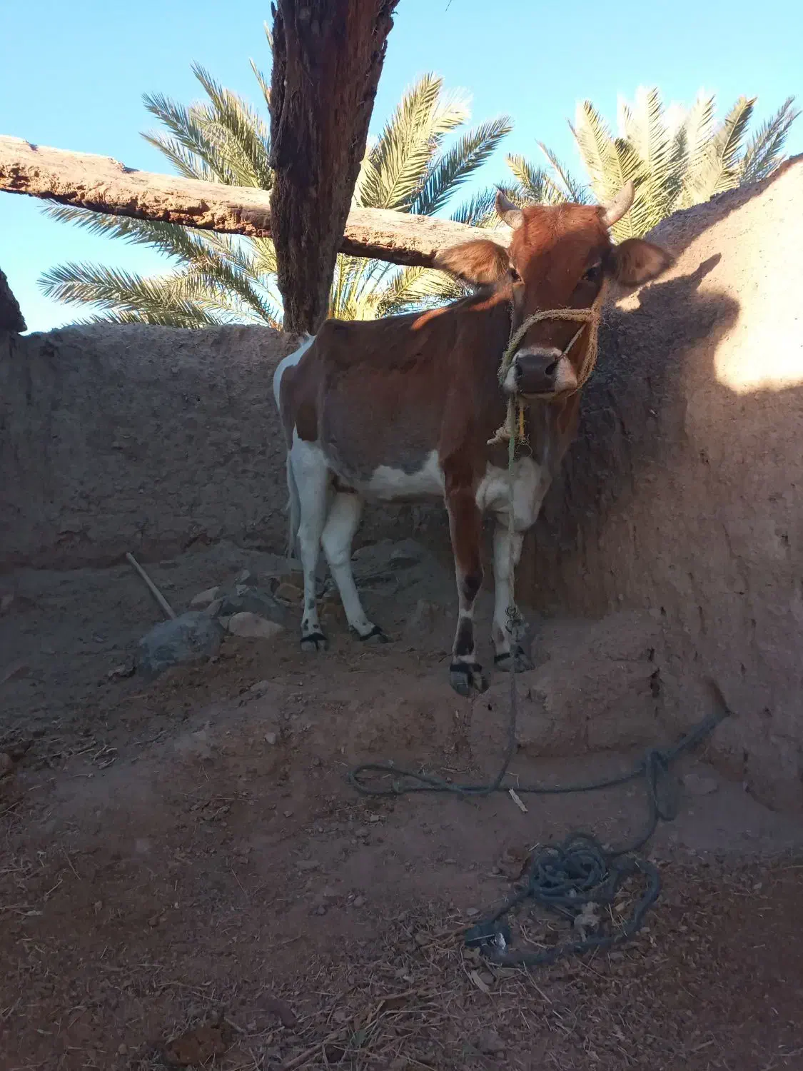 گاو بار دار ۵ماه هست|حیوانات مزرعه|بیرک, |دیوار