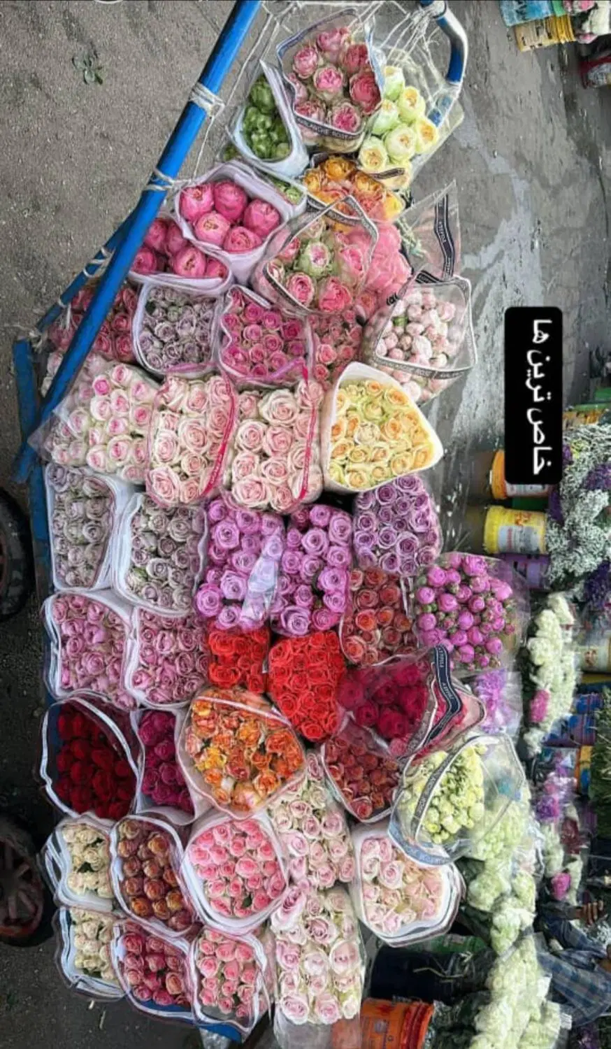 پخش عمده رز چشمک|گل و گیاه طبیعی|تهران, بازار گل خاوران|دیوار