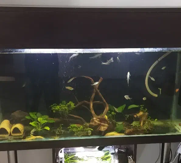 معاوضه اکواریوم|ماهی|تنکابن, |دیوار