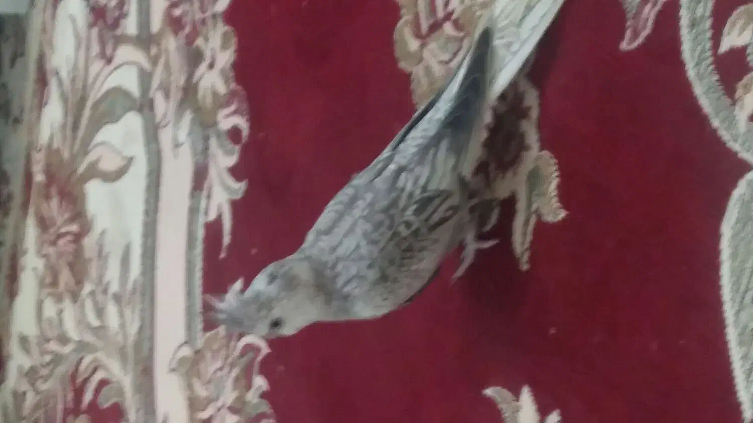 عروس هلندی وایت فیس نر ۶ ماهه|پرنده|اهواز, شهرک نفت|دیوار