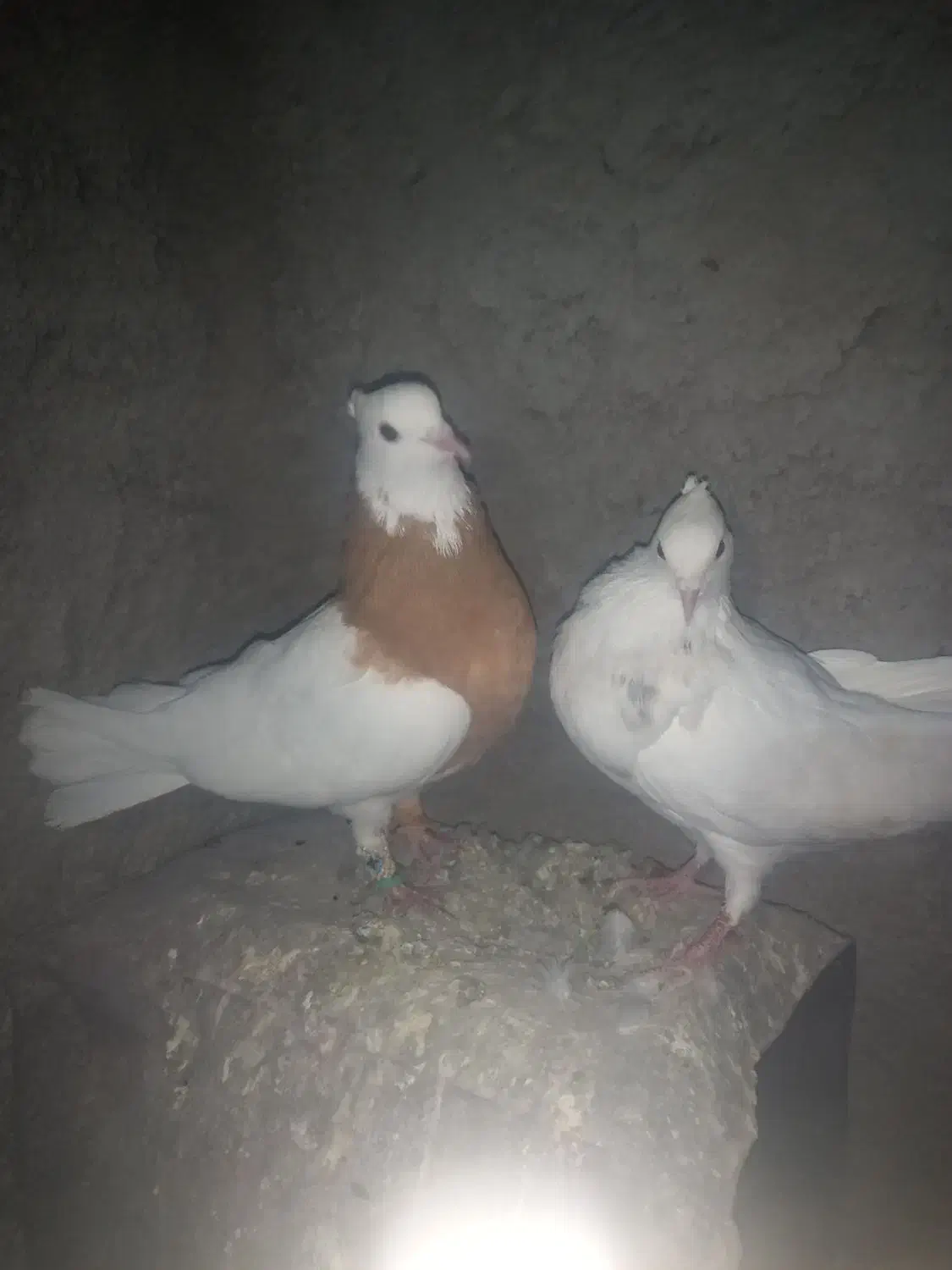 طوقی زرد طوقی هفرنگ|پرنده|سبزوار, قصبه شرقی|دیوار