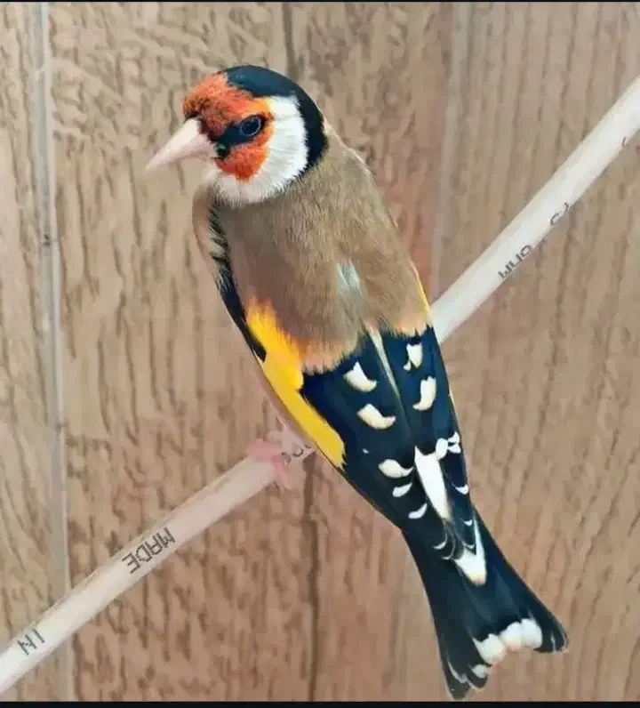 سهره نر|پرنده|اصفهان, همتآباد|دیوار