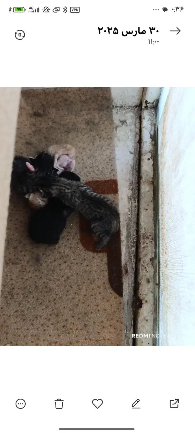 واگذاری دوتاگربه نرباهم برادرهستن وهدودهشت ماهشونه|گربه|دوگنبدان, |دیوار