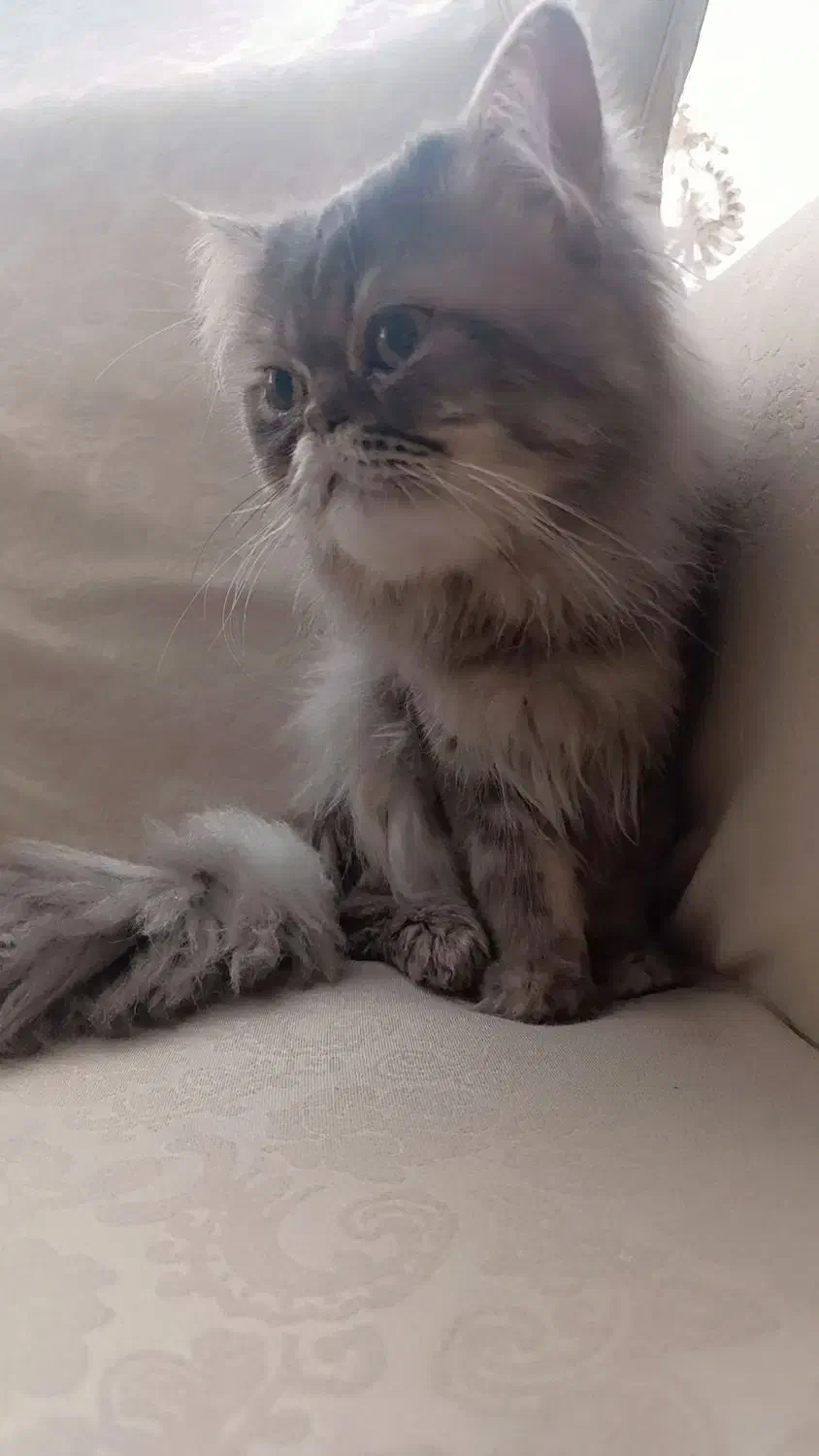 گربه پرشین فلت فیس|گربه|کرج, گلشهر|دیوار