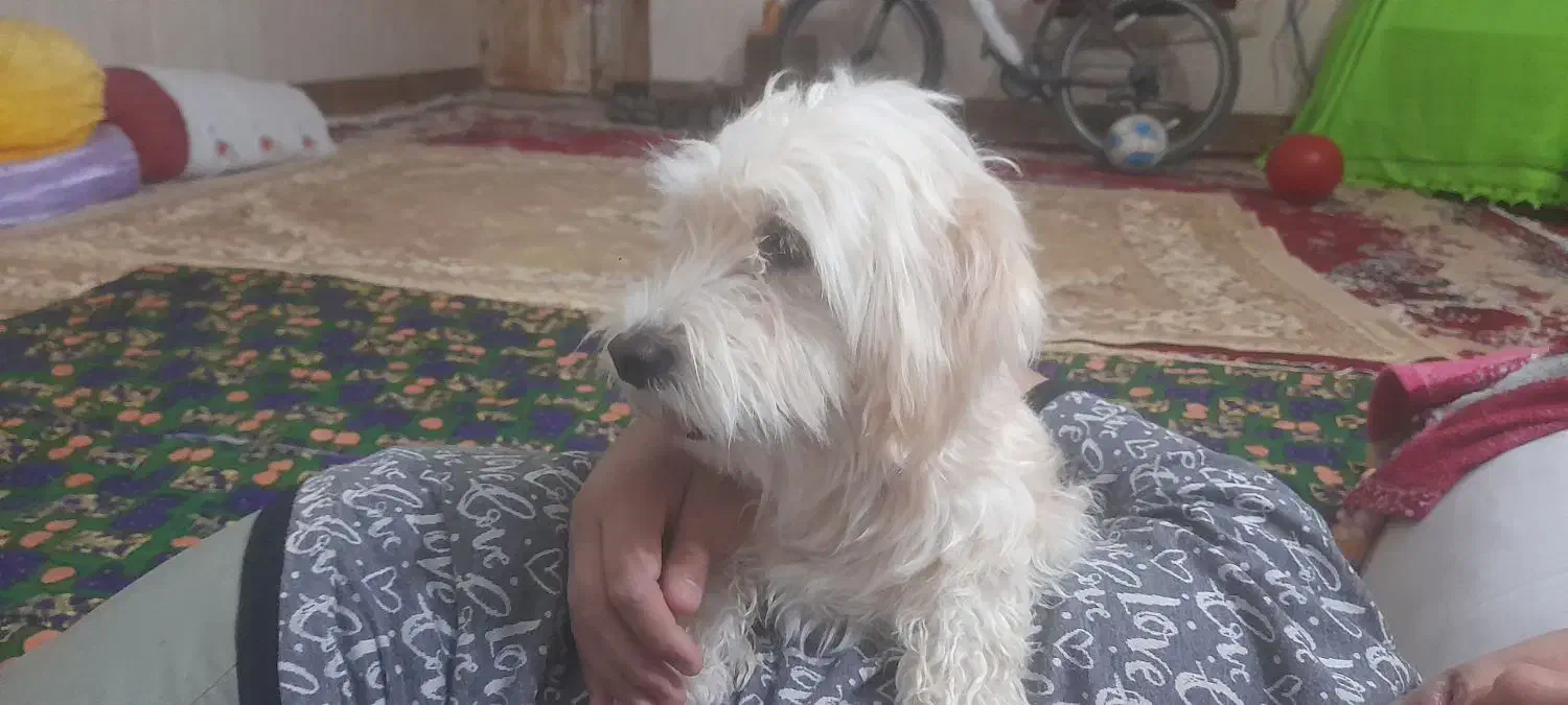 سگ شیتزو خوشکل|سگ|زابل, |دیوار