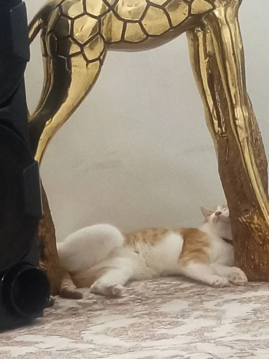 گربه|گربه|همدان, |دیوار