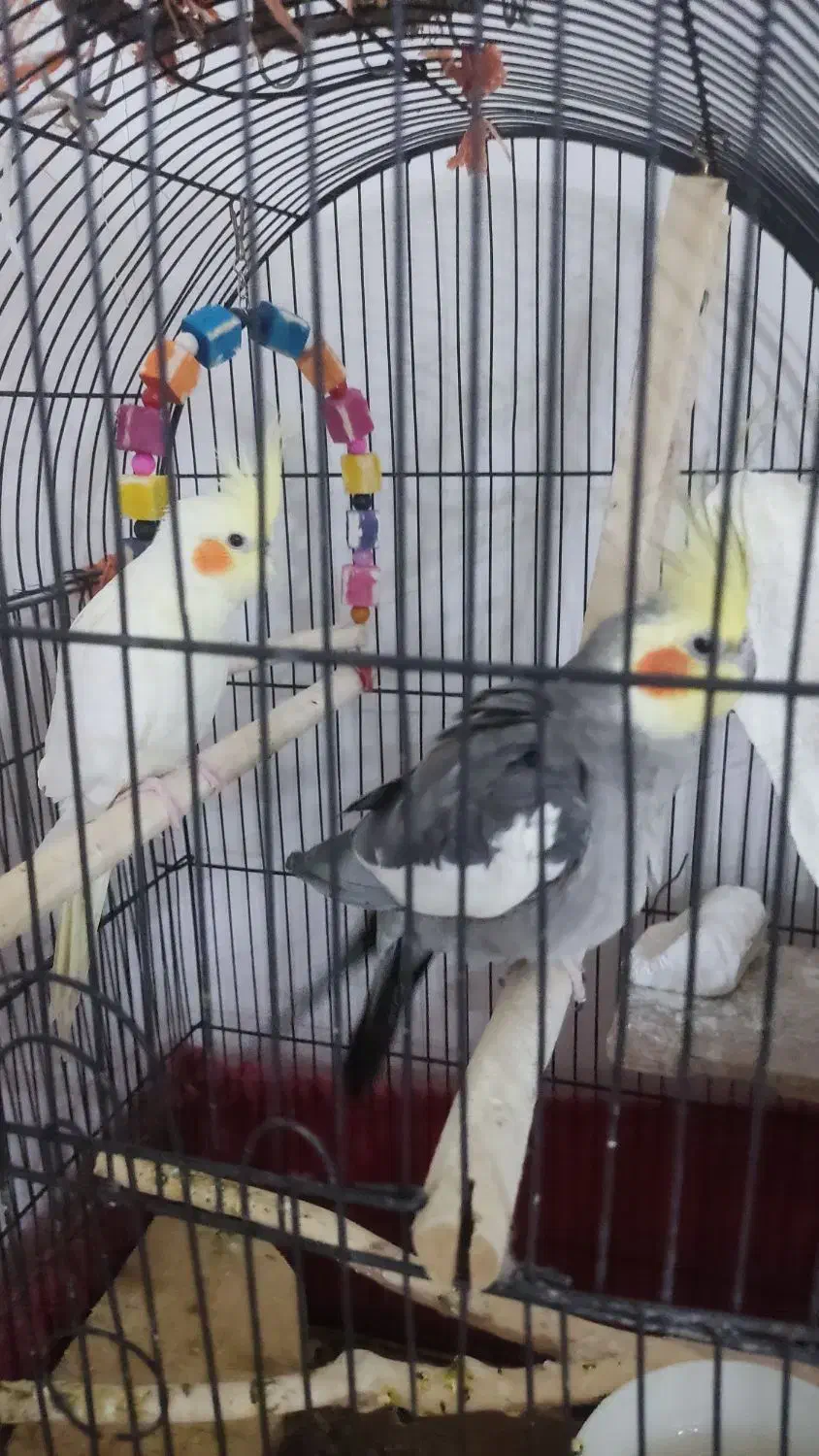 جفت عروس هلندی|پرنده|رودسر, |دیوار