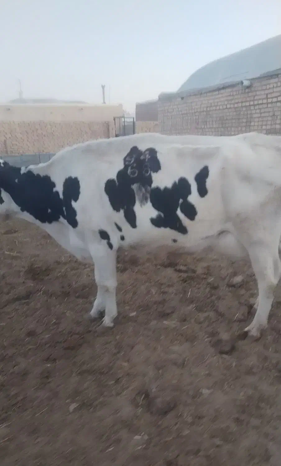گاو زائده 40کیلو شیر و گاو 25روز مانده به زایمان|حیوانات مزرعه|سبزوار, قصبه غربی|دیوار