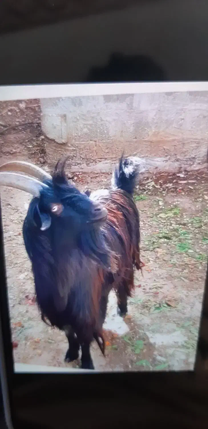 کهره نر|حیوانات مزرعه|بندر کنگان, |دیوار