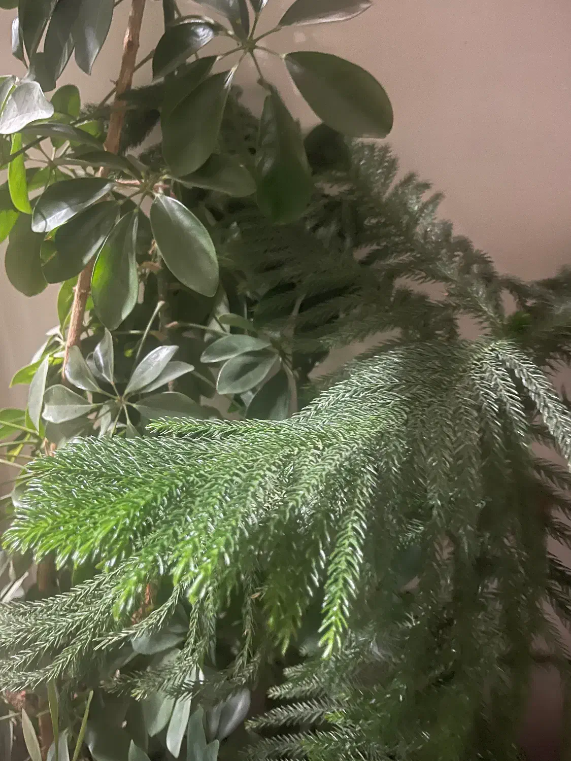 قطعه زمین نجف اباد|فروش زمین و ملک کلنگی|حمیدیا, |دیوار