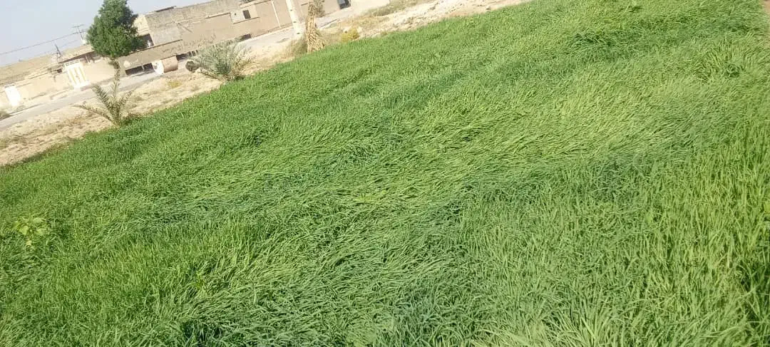 جو سبز برای دامدارن|لوازم جانبی حیوانات|سوسنگرد, |دیوار