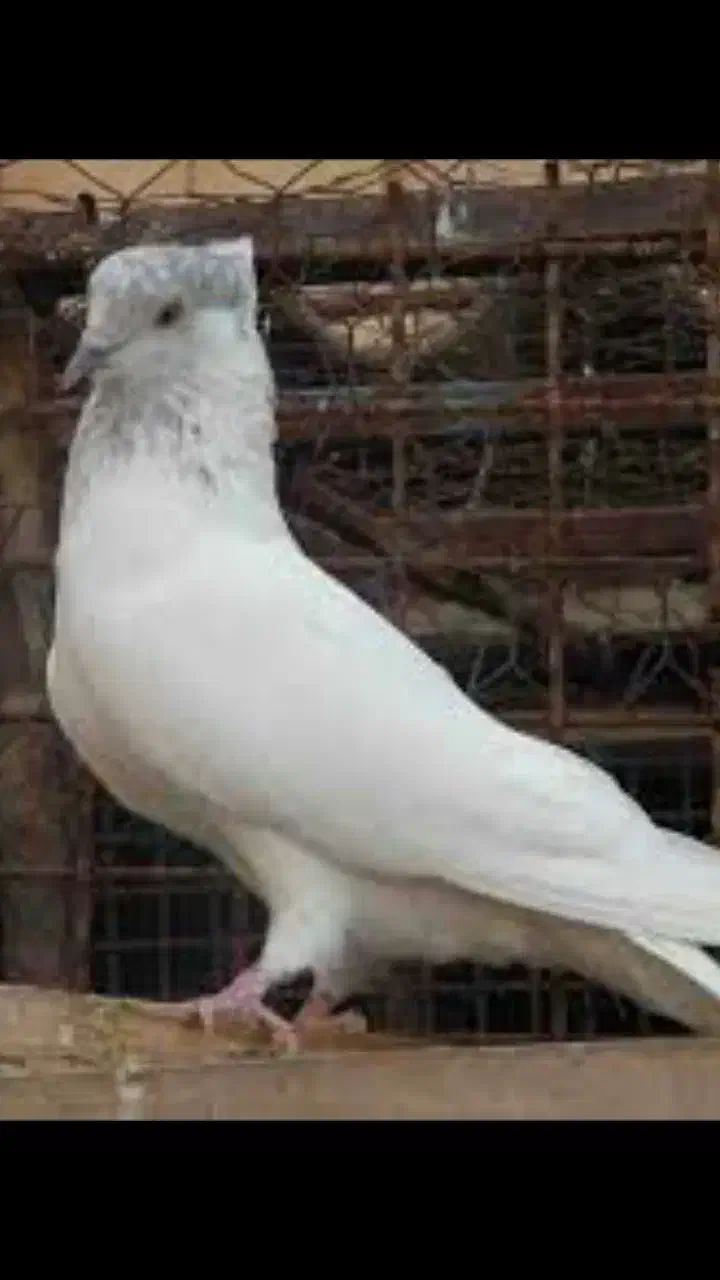 کلیدگم شده کبوتر|اشیا|کوهدشت, |دیوار