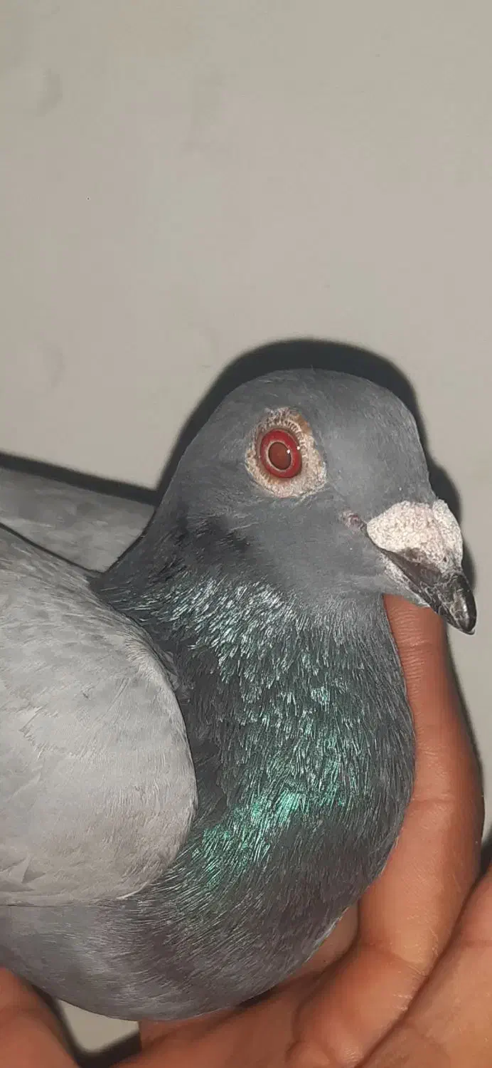 کبوتر مسافتی|پرنده|مشهد, درزآب|دیوار