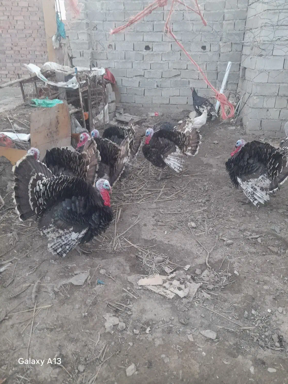 بوقلمون|حیوانات مزرعه|محمدیار, |دیوار