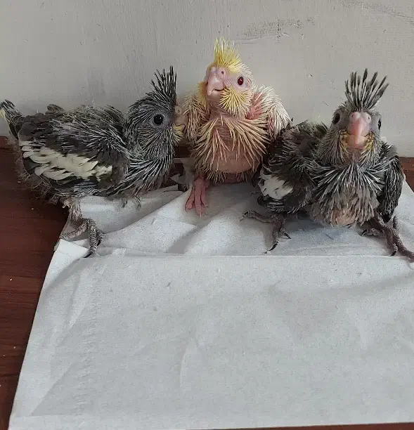 سه عدد جوجه عروس فوق العاده باکیفیت وضمانتی|پرنده|تهران, مطهری|دیوار