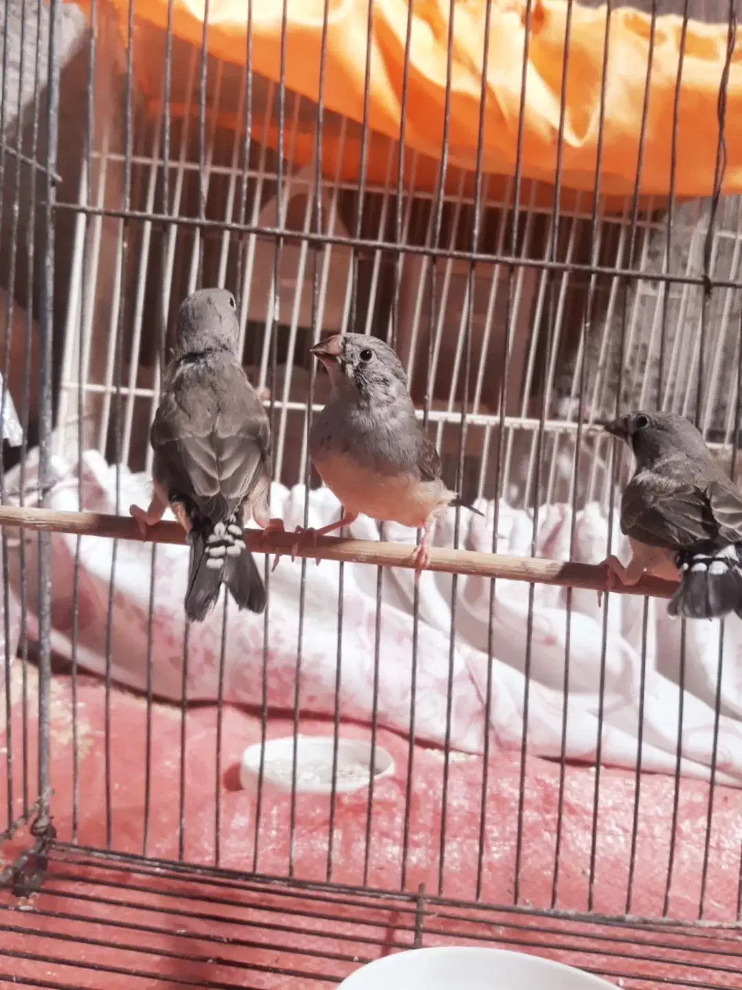 ۳تا فنج جوانه|پرنده|هامون, |دیوار