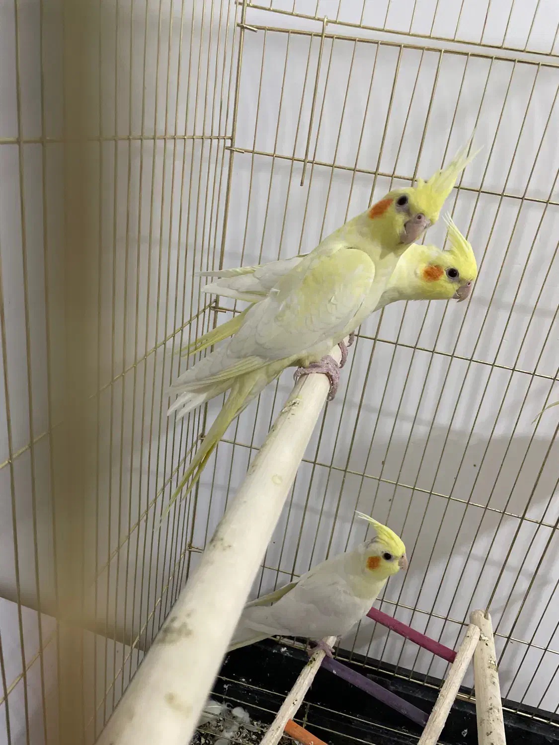 عروس هلندی|پرنده|شهریار, شهریار|دیوار