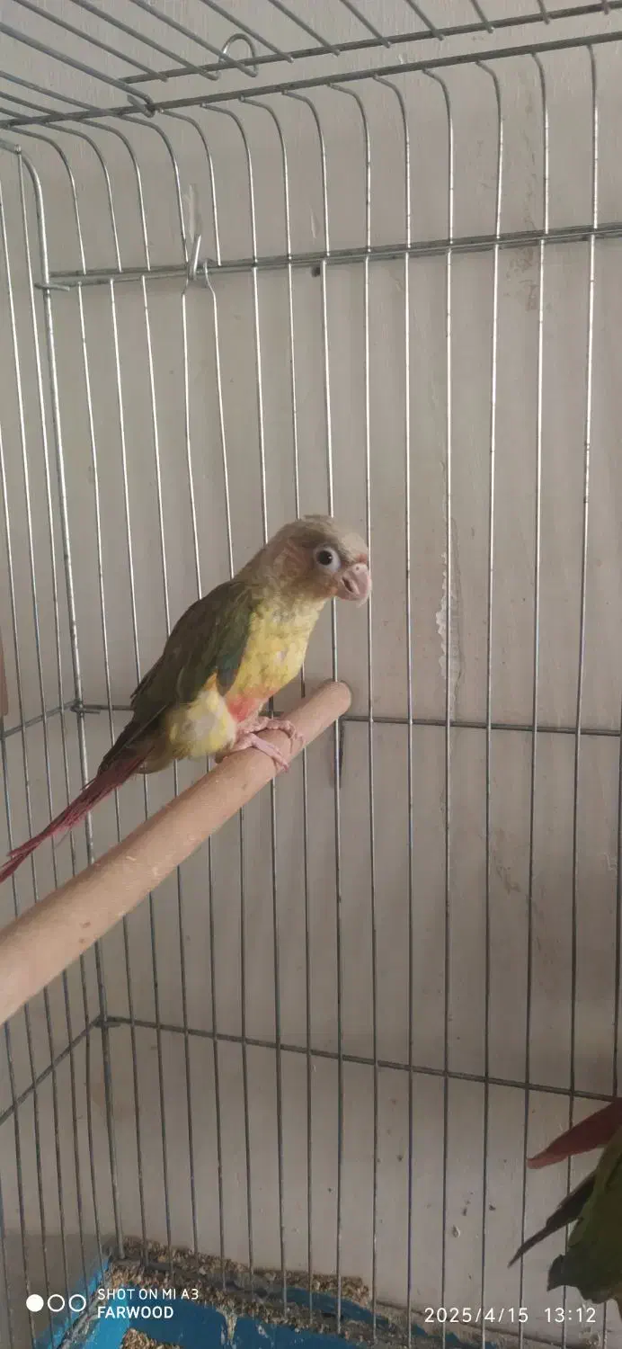 گرینچیک|پرنده|سرخه, |دیوار