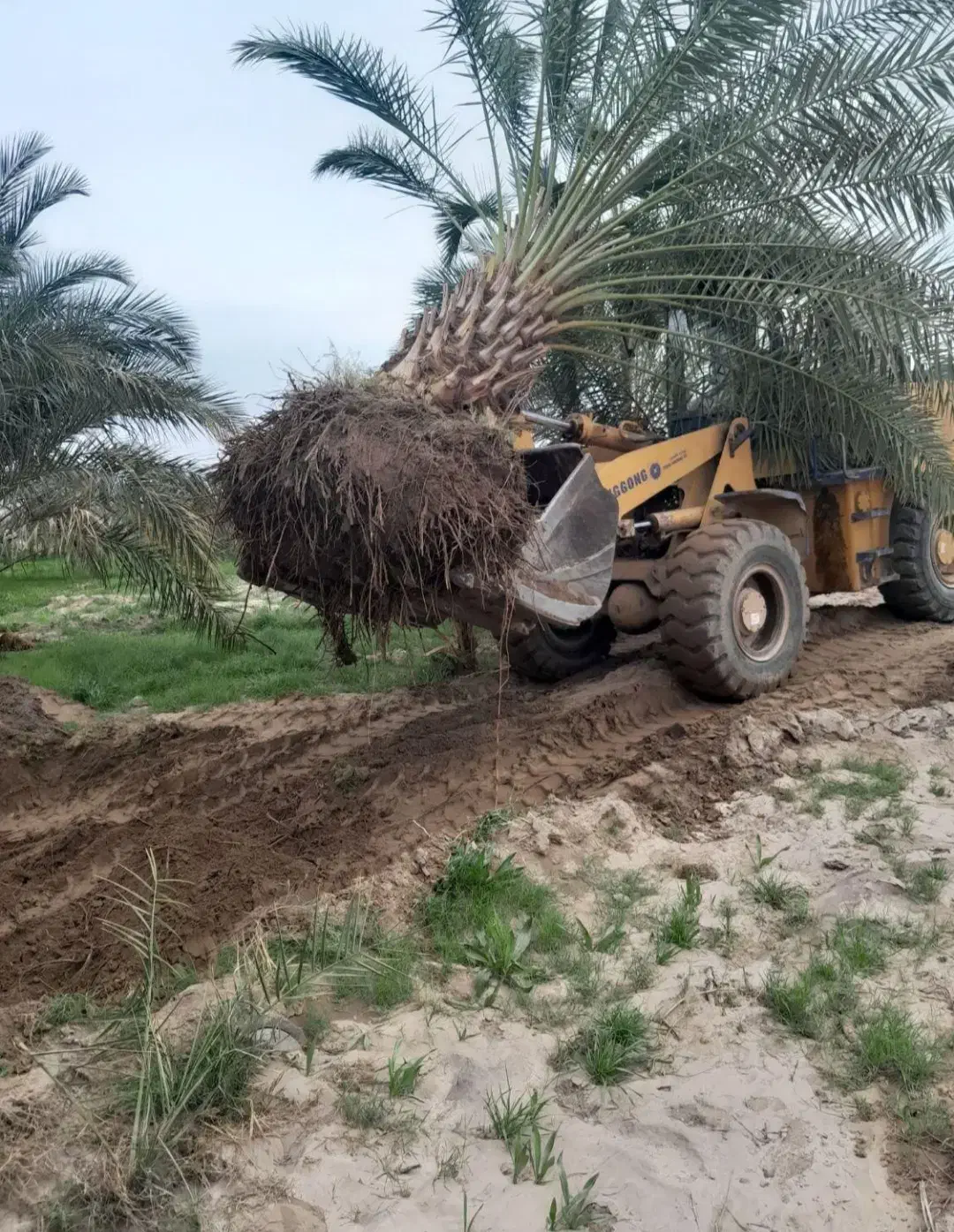 نخل لاکچری|گل و گیاه طبیعی|فولادشهر, فولادشهر|دیوار