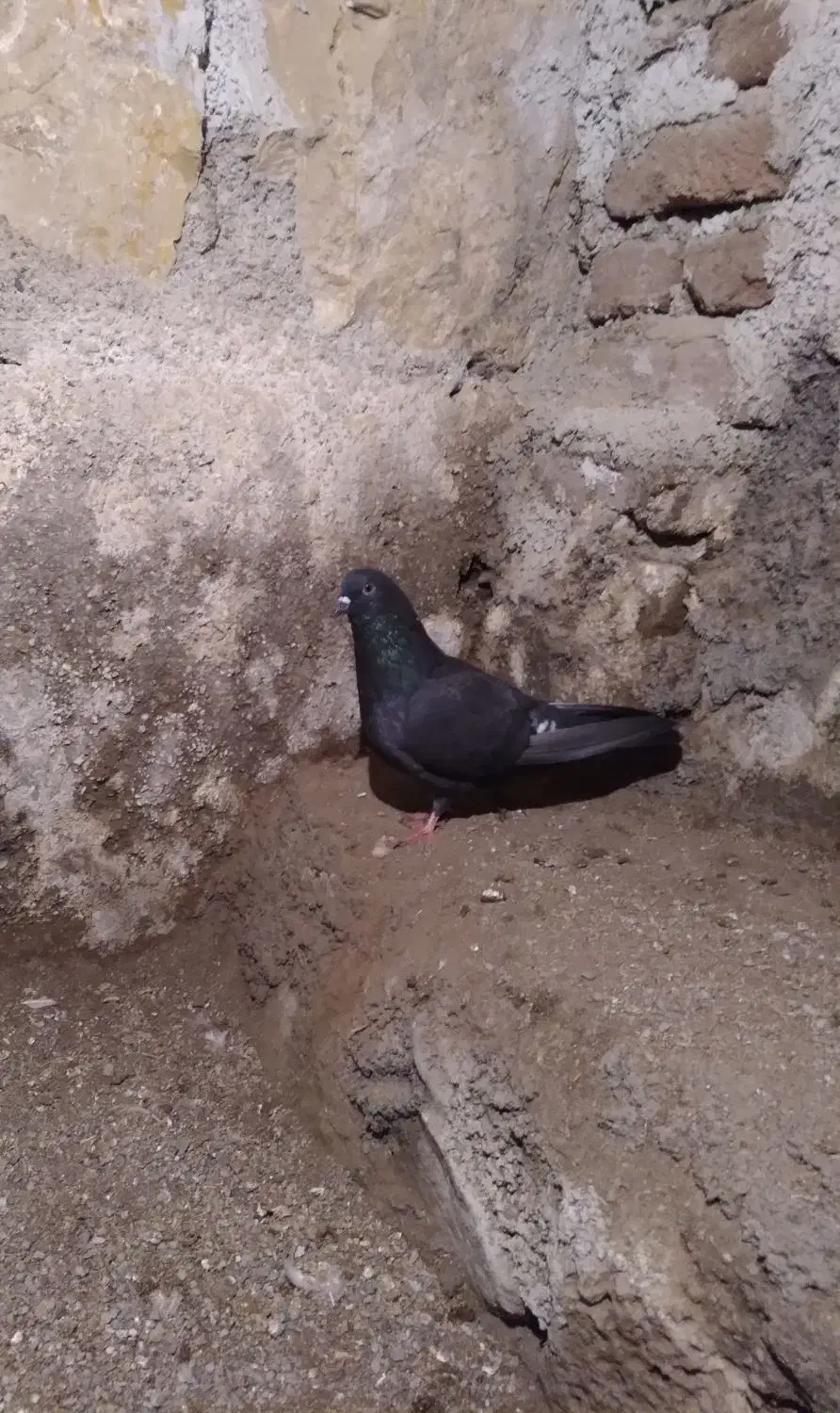 طوقی|پرنده|نمین, |دیوار