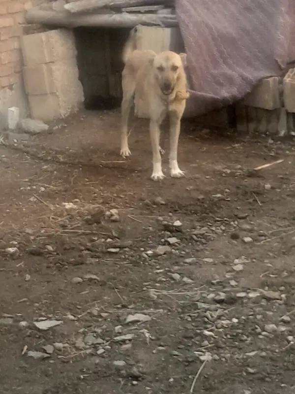 سگ نگهبان|سگ|اهر, |دیوار