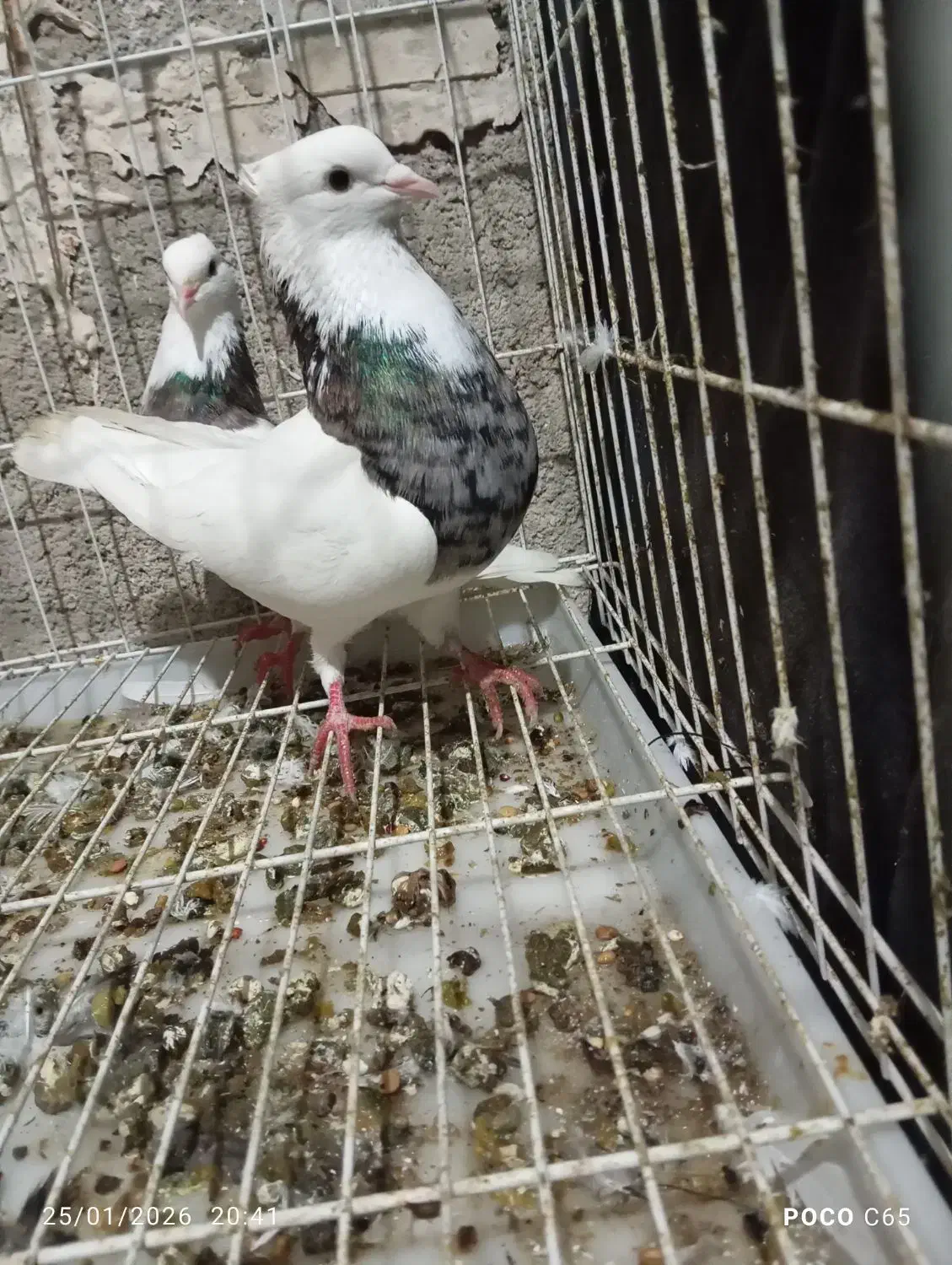 دوجفت طوقی|پرنده|چمران, |دیوار