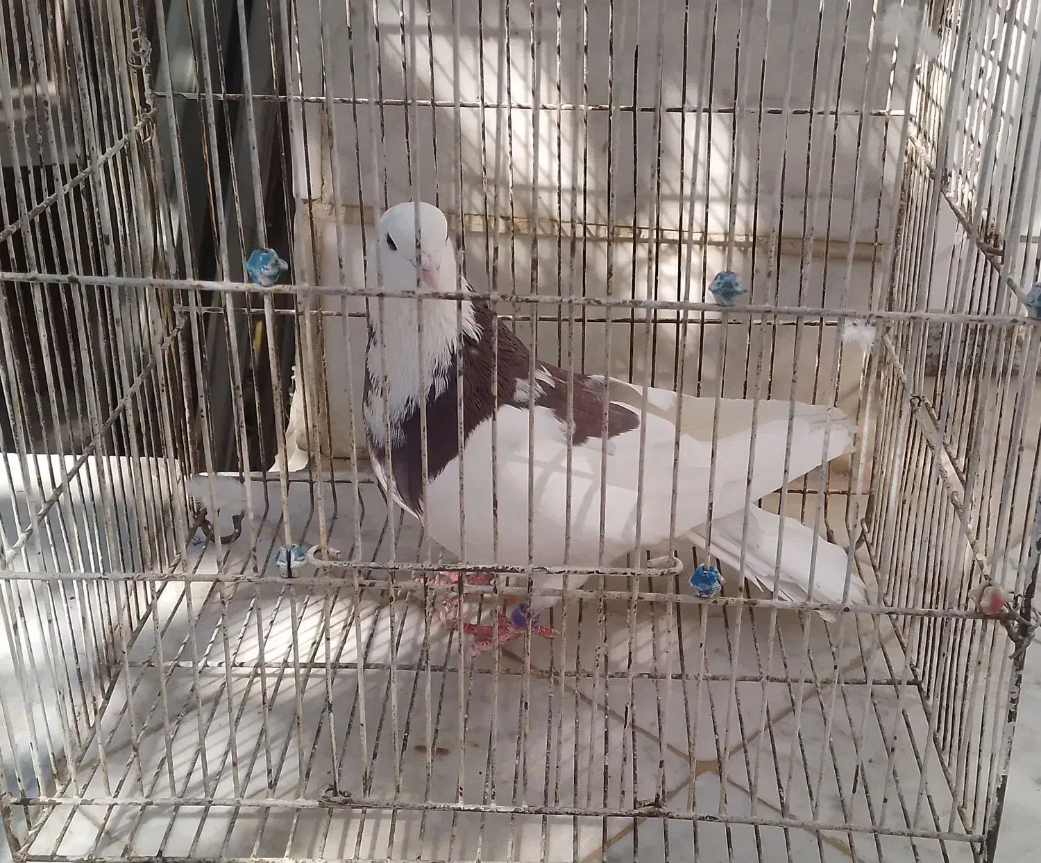 کفتر|پرنده|خوانسار, |دیوار