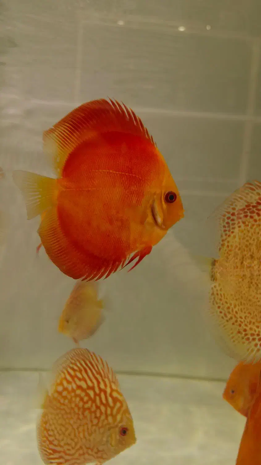 دیسکس درجه یک و حرفه ای|ماهی|کرج, گلشهر|دیوار