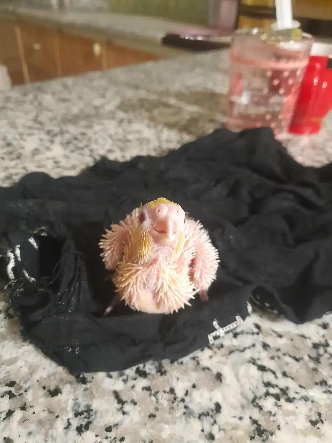 .مرغ عشق|پرنده|سنندج, |دیوار