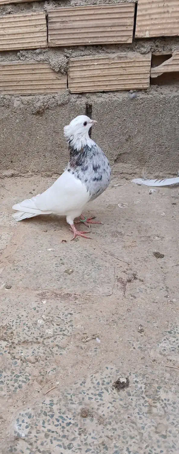 طوقی|پرنده|دهدشت, |دیوار