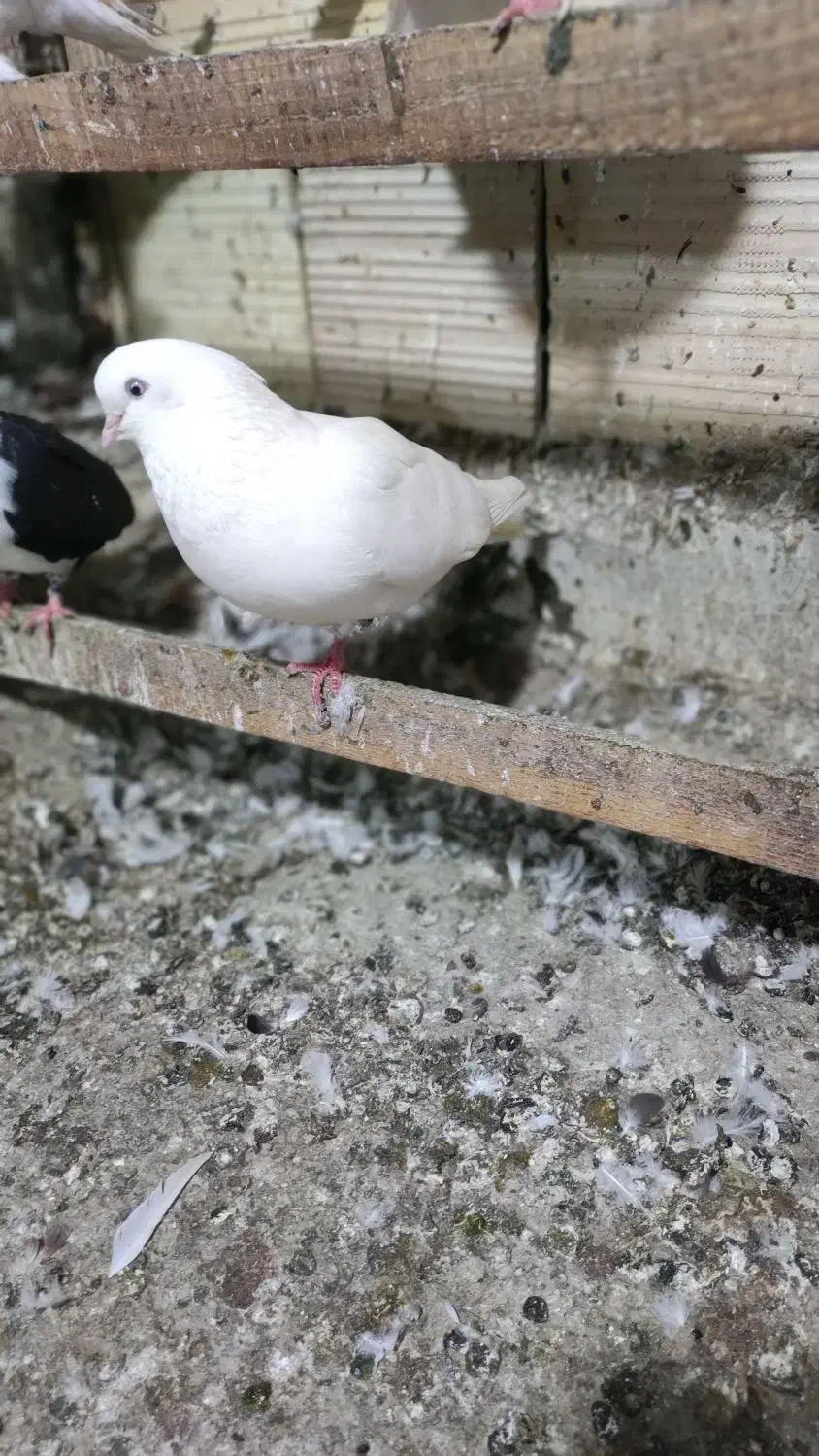 نیستم|پرنده|قشم, |دیوار