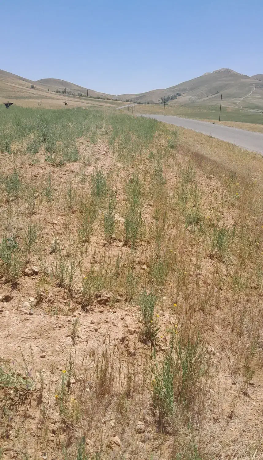 باغ و زمین|فروش زمین و ملک کلنگی|زنجانرود, |دیوار