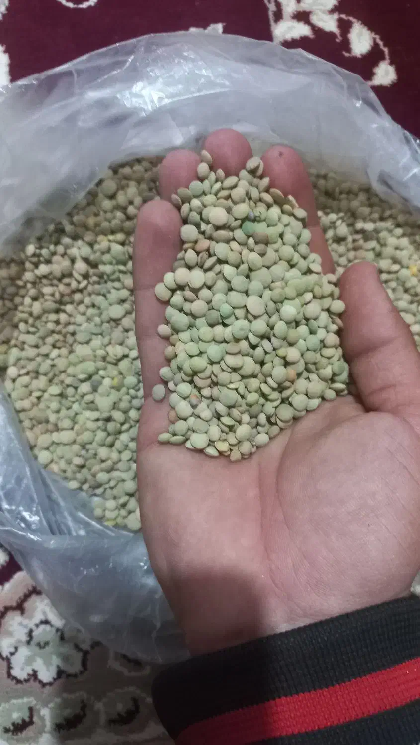 عدس|خوردنی و آشامیدنی|نیر (اردبیل), |دیوار