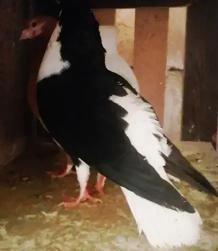 3تاکفتر ساده سیاه کاکلی نر واکسی بزرگه پرشی|پرنده|مشهد, رستگار|دیوار