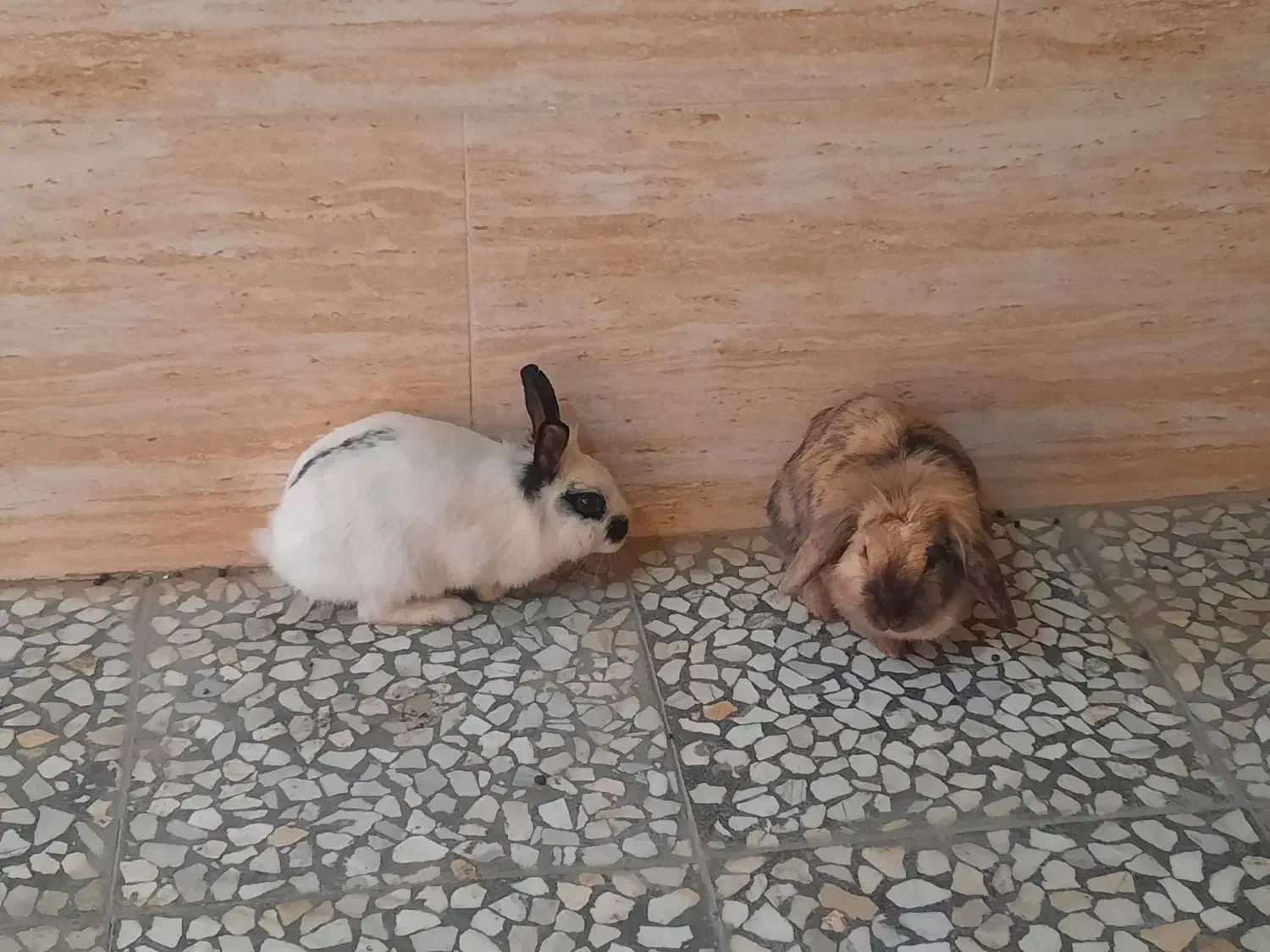 دوتا خرگوش فوری فروشی|موش و خرگوش|مشکین‌دشت, |دیوار