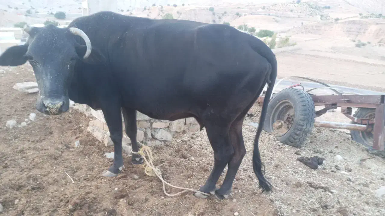 گاو و گوساله نر|حیوانات مزرعه|دهدشت, |دیوار