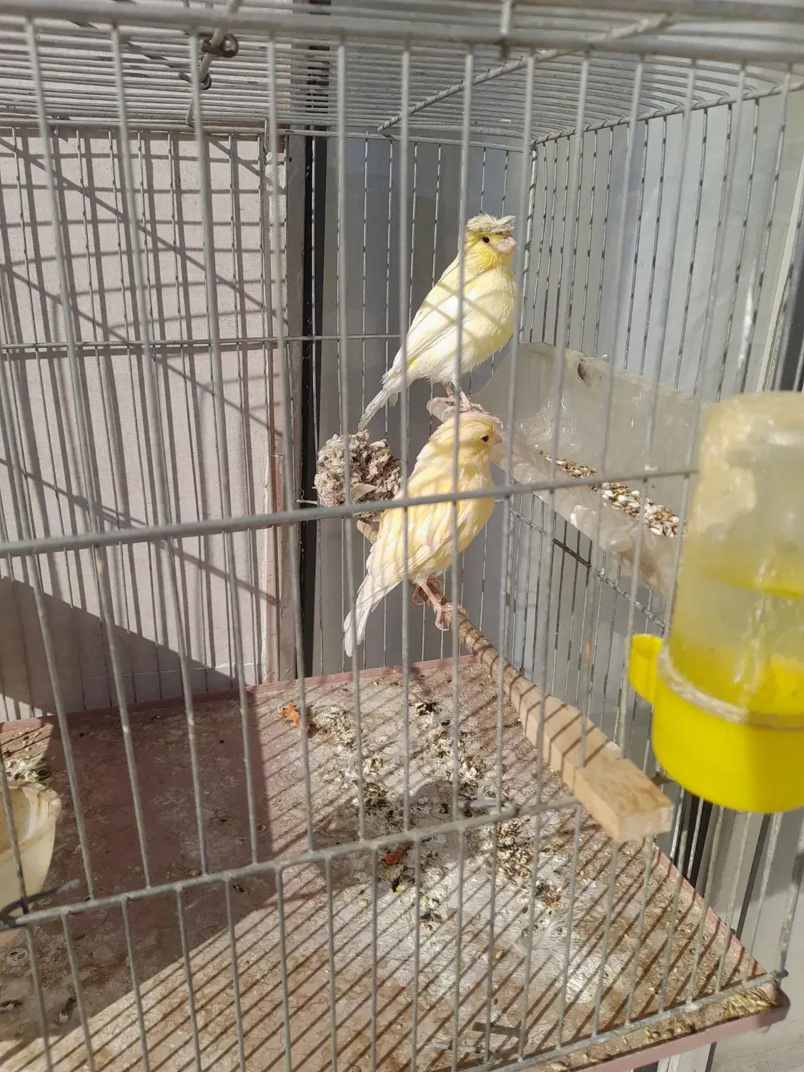 قناری نروماده|پرنده|کنگاور, |دیوار