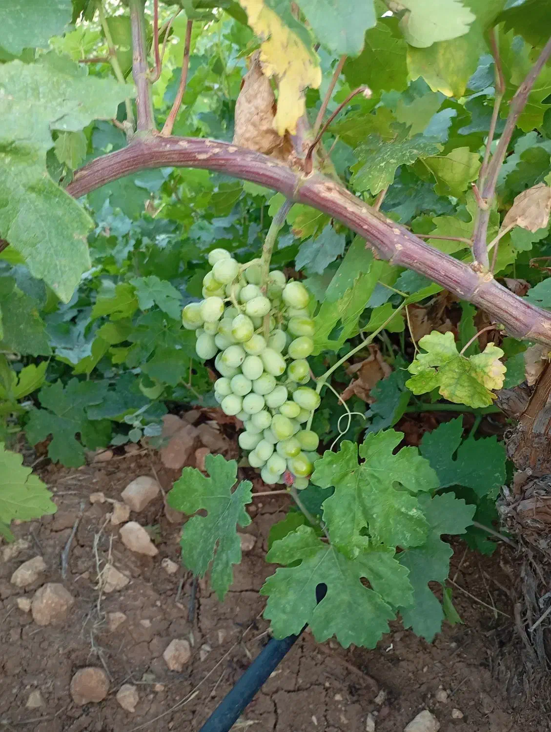 فروش باغ انگور،آبی ازگله|فروش زمین و ملک کلنگی|ازگله, |دیوار