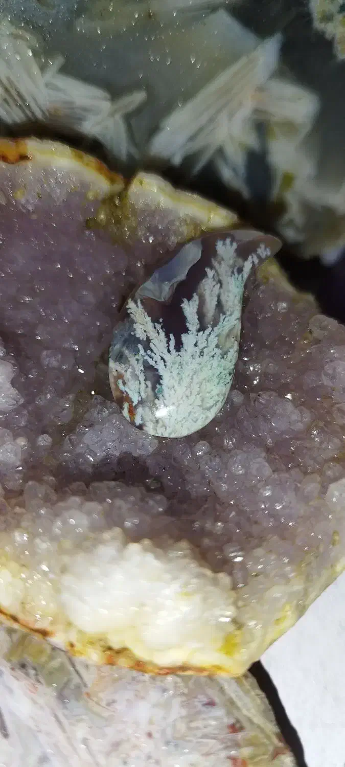 شجر فردوس|کلکسیون اشیاء عتیقه|بیرجند, |دیوار