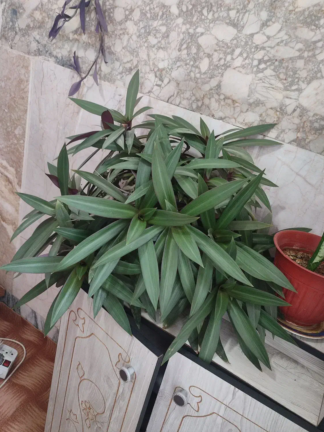 گل طبیعی|گل و گیاه طبیعی|مشهد, شهید شهریاری|دیوار