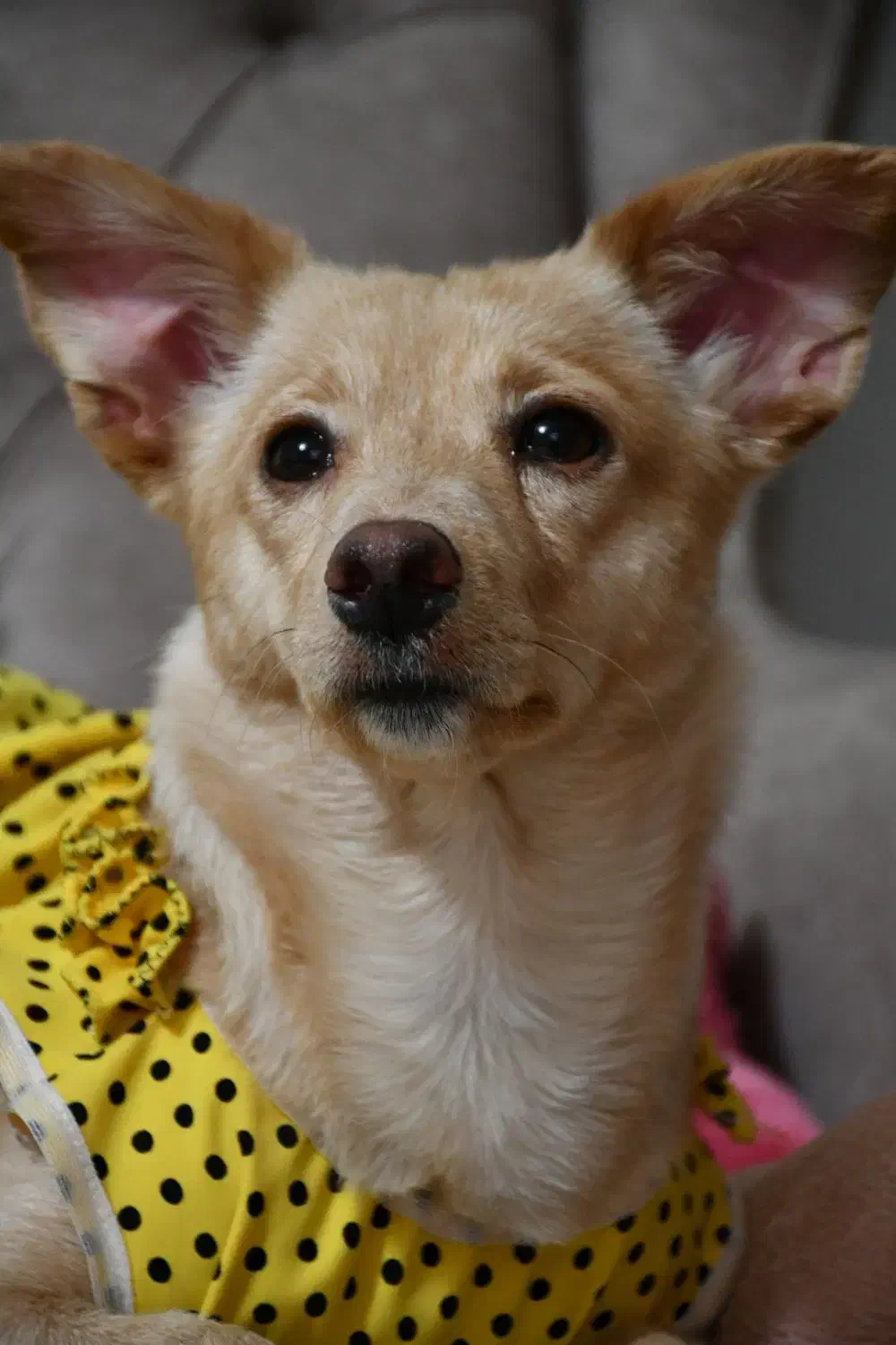 سگ‌ اشپیتز گمشده|حیوانات|لنگرود, |دیوار