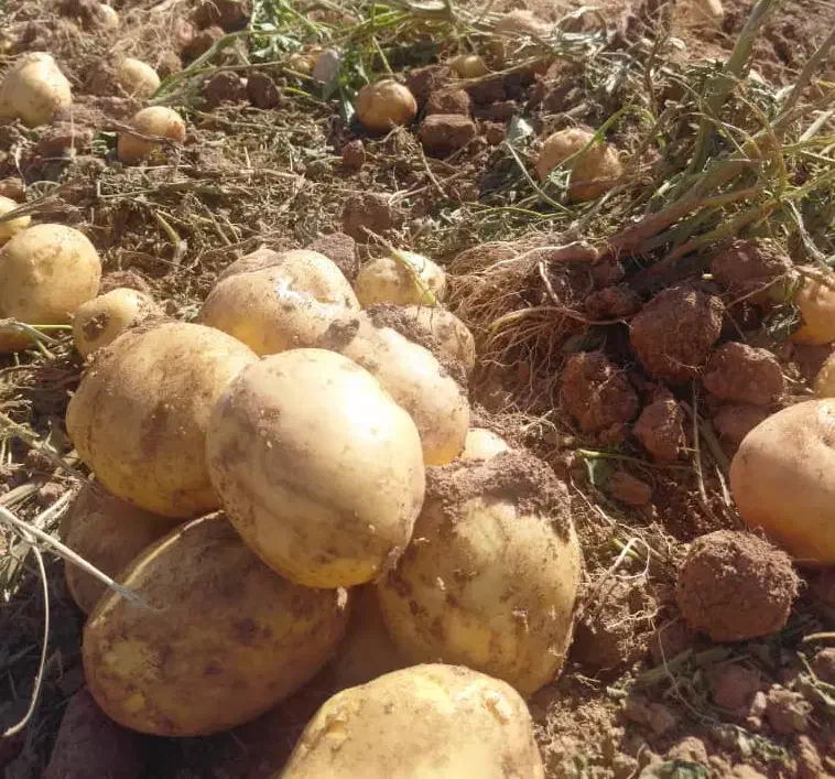 سیب زمینی عمده|خوردنی و آشامیدنی|دهگلان, |دیوار